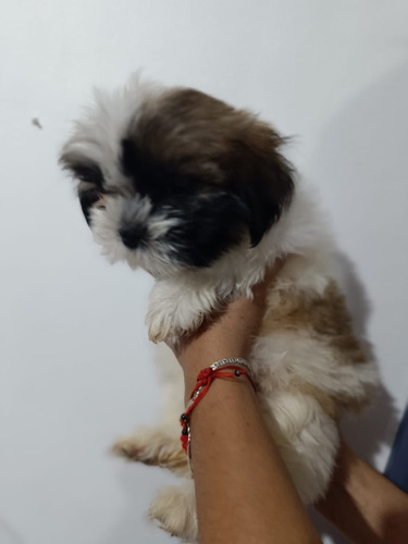 Hembras Shih Tzu