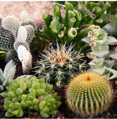 Semillas Mix De Cactus Y Crásulas 