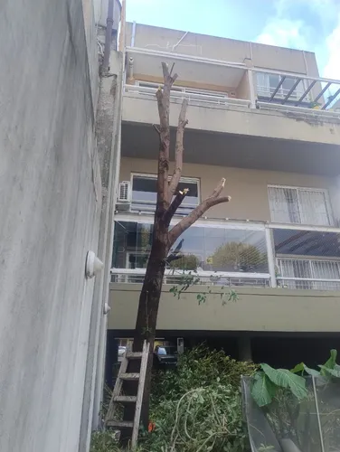 Poda De Arboles Servicio De Poda Tala Extracción De Raíz