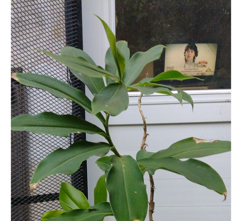 Costus Barbatus Speralis Planta Tropical