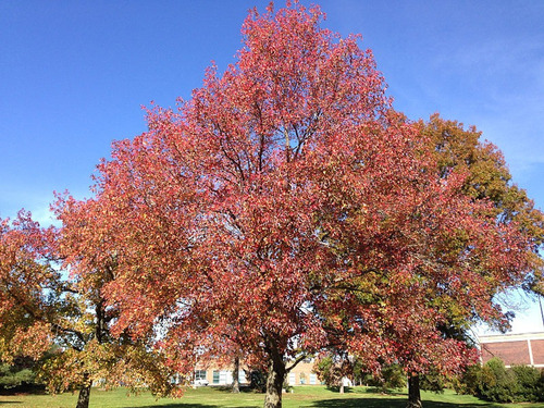 30 Semillas De Liquidambar Staracyflua Árbol Ornamental