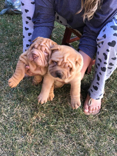 Imagem 3 de 3 de Cachorro Raça Sharpei 2 Femia