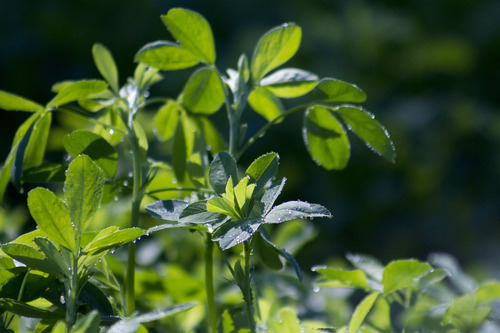 Semilla De Alfalfa Cuf 101 (20 Kg)