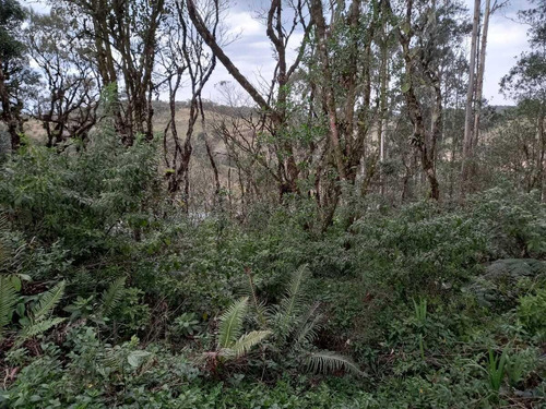 Imagem 12 de 15 de Sítio / Chácara Para Venda Em São José Dos Pinhais, Área Rural De São José Dos Pinhais, 2 Dormitórios, 1 Banheiro - 108_2-1240645