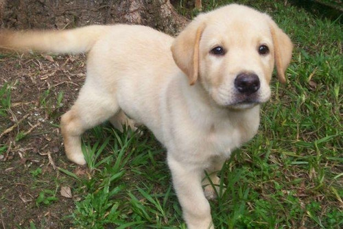 Cachorro Labrador Filhote