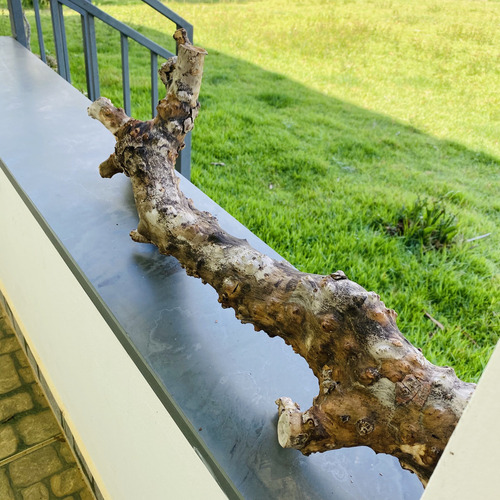 Tronco Raiz Natural Para Plantar Mudas De Orquídeas