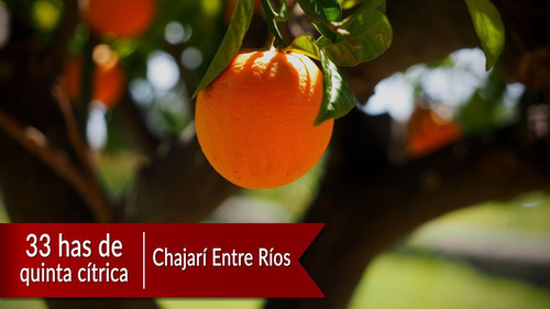 Imagen 1 de 1 de Venta Quinta Citrica Chajarí Entre Ríos