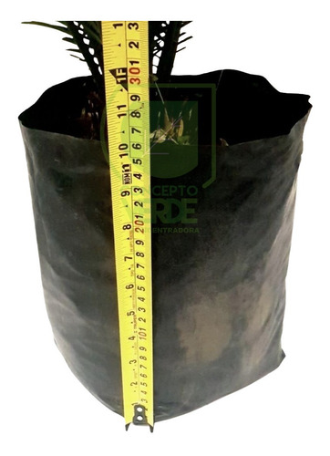 Palma Cica 60cm