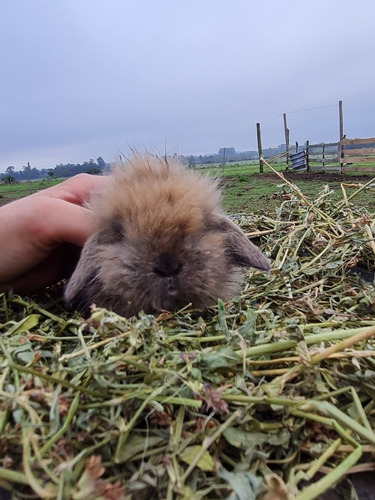 Imagen 6 de 9 de Conejitos Enanos Holland Lop