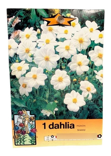 Dahlia - Bulbos De Dahlia Mignon Enana