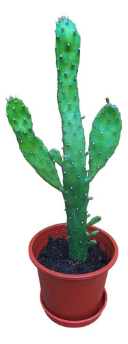 Cactus Opuntia Monacantha 15 Cms Macetero Y Plato