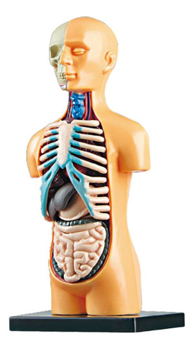 3d Cuerpo Humano Torso Modelo Realista Anatomía Humana