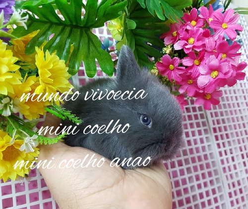 Mini Coelho