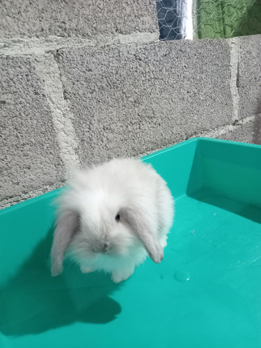 Animales De Compañia