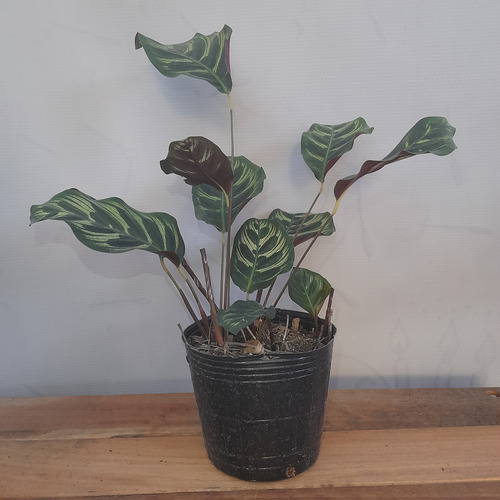 Combo 3 Calatheas: Mil Rayas, Maranta Kerchoveana Y Makoyama