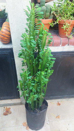 Combo Plantas Euphorbia Trigona