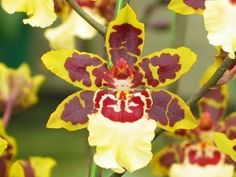Orquídea Colmanara Wildcat (muda) | MercadoLivre