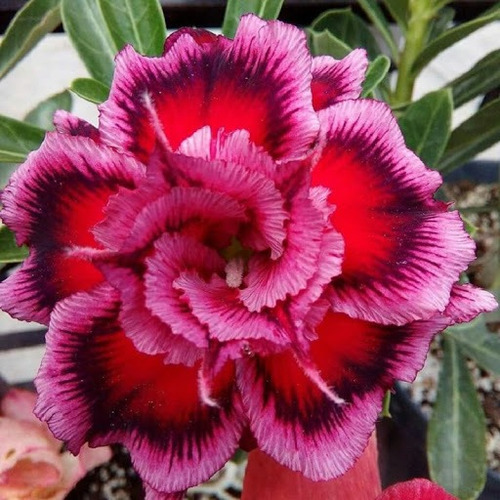 Adenium Color Real