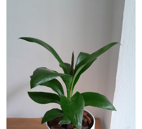 Dracaena Robusta + Maceta Premium
