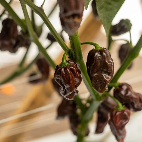 Millar De Semilla De Chile Habanero Chocolate Variedad Kaldi