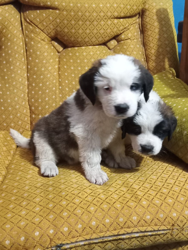 Cachorros San Bernardo Puros 