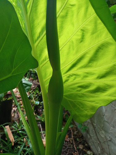 Alocasia Macrorrhiza-oreja De Elefante (x2)