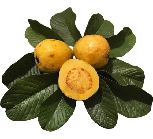 Muda De Goiaba Amarela - Produz Em 2 Anos