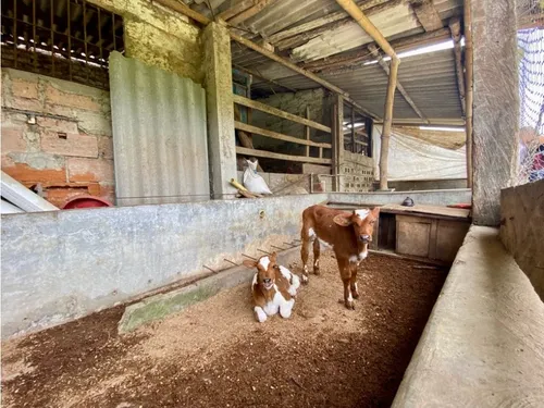Finca En Vender En Guarne
