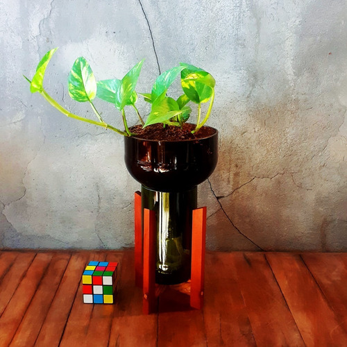 Imagen 5 de 8 de Scindapsus Little Plant 27 Con Soporte, Maceta Autorregante