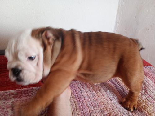 Vendo Cachorra Bulldog Ingles Con Kca Marrón Y Blanca