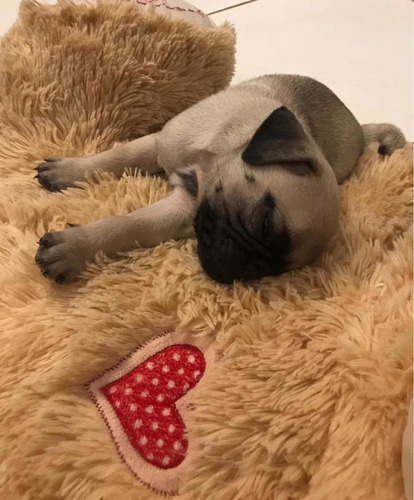Imagem 5 de 5 de Filhote Pug