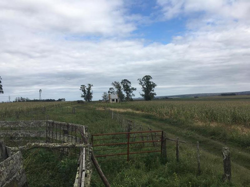 Imagen 10 de 15 de Campo - Balcarce