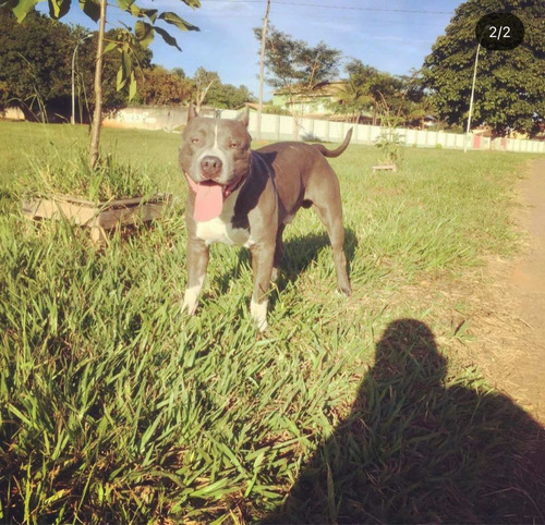 Imagem 1 de 5 de Vendo Filhote De American Stafforshire Fêmea