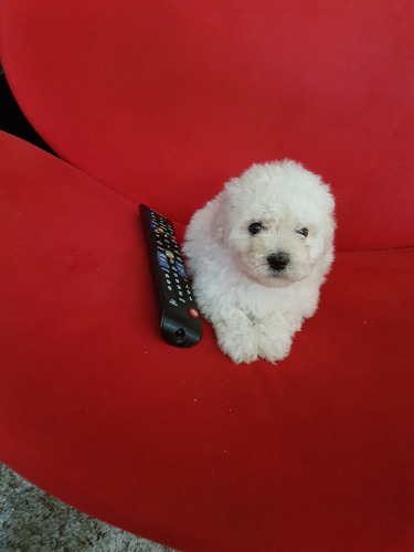 Hermosos Poodle Micro Toy Mini