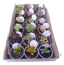 Comprar Souvenirs Suculenta: Matrimonio, Bautizo, Primera Comunión.