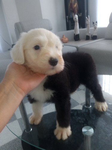 Imagen 5 de 10 de Cachorritos Viejo Pastor Ingles ( Bobtail)