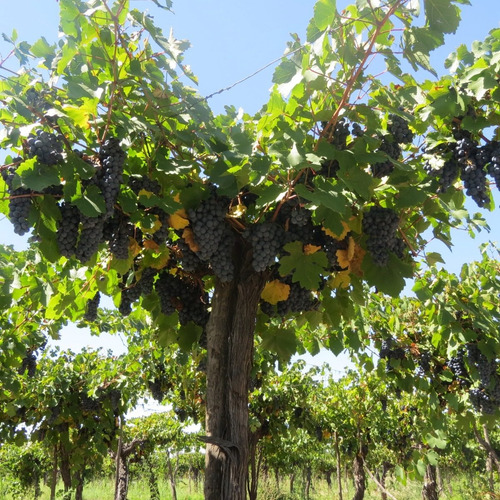 Imagen 1 de 7 de Vendo Finca 10 Ha Con Viñedos Atuel Norte-san Rafael-mendoza