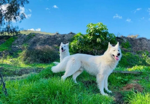 Cachorros Pastos Suizo Padre Inscrito.