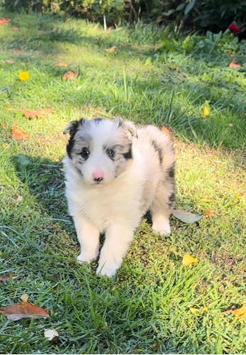 Cachorra Border Collie Blue Merle