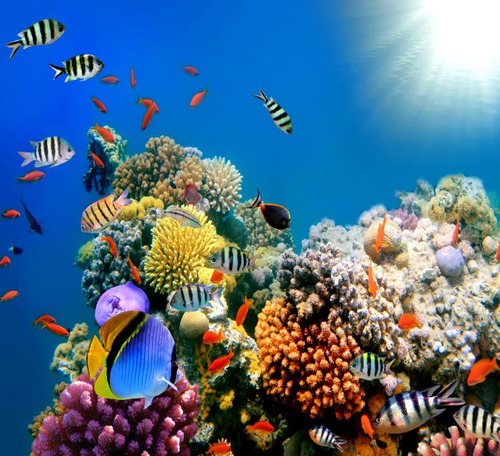 Papel De Parede Paisagem Fundo Do Mar Peixes Coral Gg514