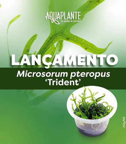 Microsorum Pteropus 'trident' In-vitro