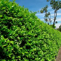 Comprar Limón Swinglea 750 Semillas De Cerca Viva X 25 Gr Y A