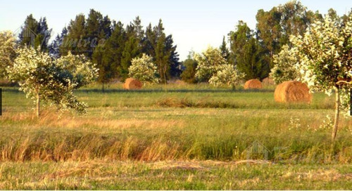 Imagen 3 de 7 de Lote Terreno En Venta 1000 M2 - Coronel Brandsen