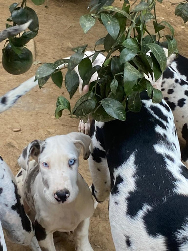 Dogue Alemão Merle Arlequim E Boston Lindíssimos