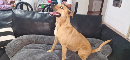 Cobertor, Protector, Funda Sillon Y Automovil Para Mascotas Visón/gris Topo Funda Colchoneta