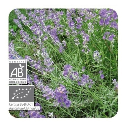Imagen 3 de 3 de Aceite Esencial Pranarom Lavanda 10ml
