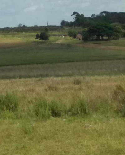 Imagen 5 de 10 de Vendo 320 Hectáreas ( Artigas. Uruguay ).