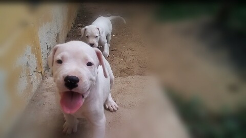 Filhotes De Dogo Argentino