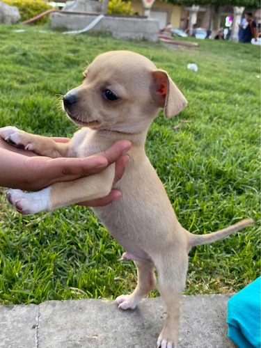 Perro Chihuahua Cabeza De Venado (1 Mes Y Medio)