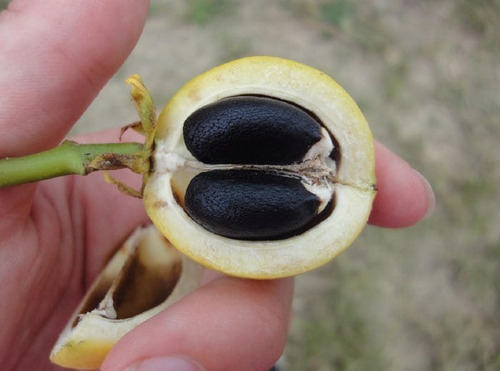 Esqueje O Planta De Piñon Manso, Jatrofa O Jatropha Curcas
